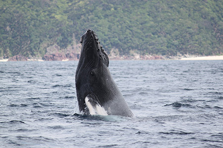 奄美大島で感動のホエールウォッチング!