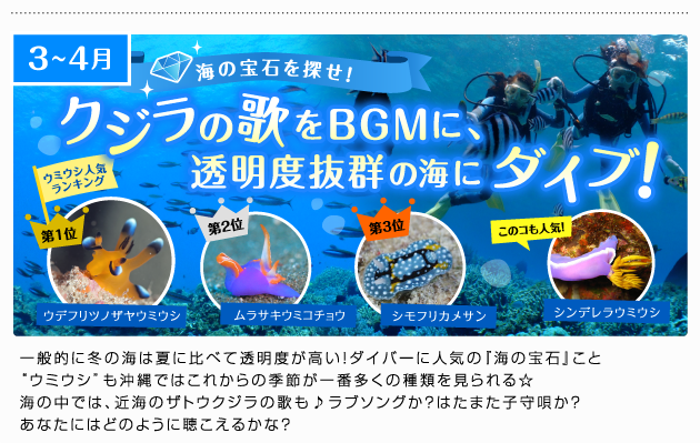 クジラの歌をBGMに、透明度抜群の海にダイブ！
