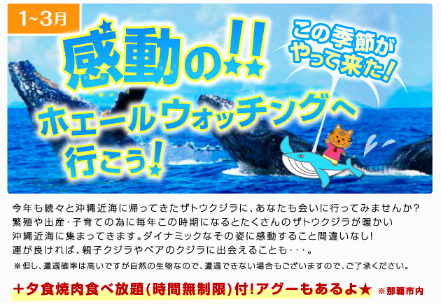 感動の！ホエールウォッチングへ行こう！