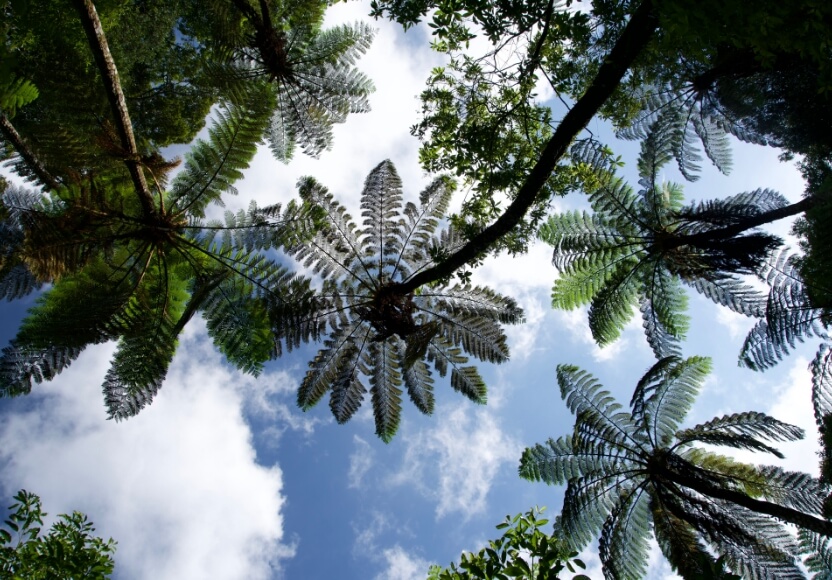 奄美大島フリーセレクト＜ビーチ＆市内ホテル＞