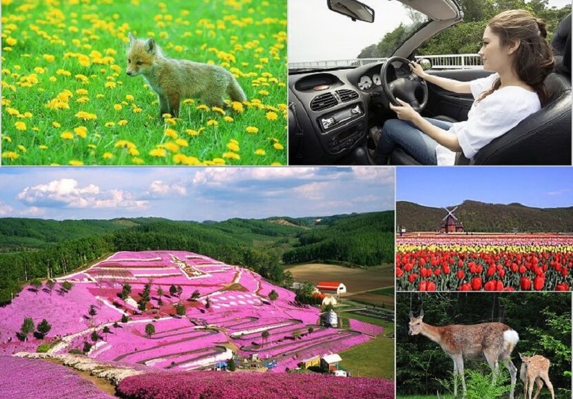 爽快ドライブ！絶景＆映えスポット巡り♪ひがし北海道周遊