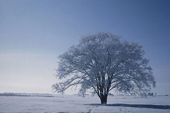 マイプラン旭川