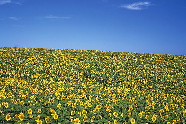 マイプラン 道央・道北周遊