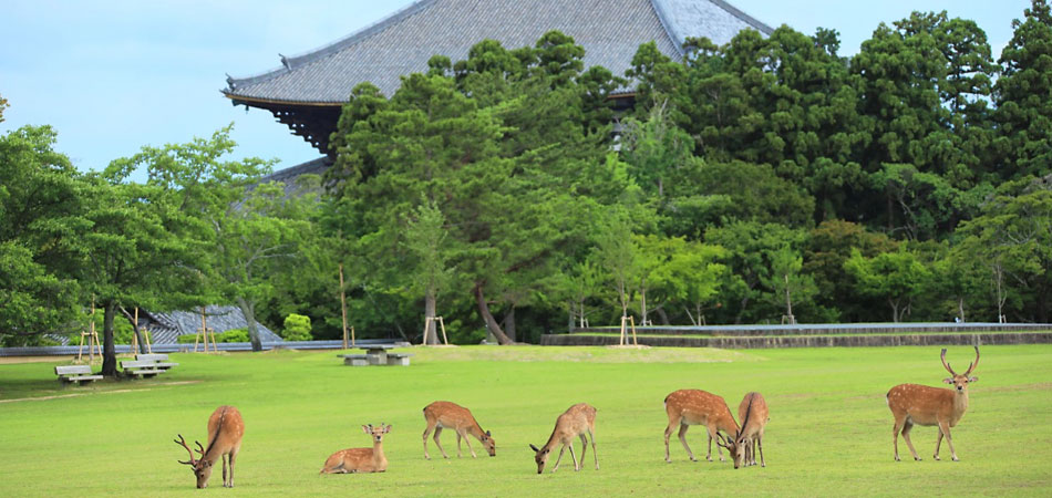 びゅーんと奈良
