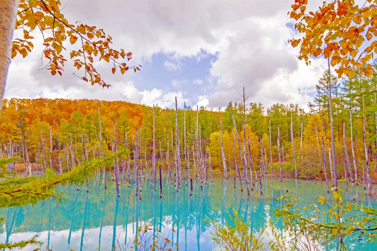 まるで絵画のような風景「ふらの・美瑛～秋旅～」 | 北海道ツアー