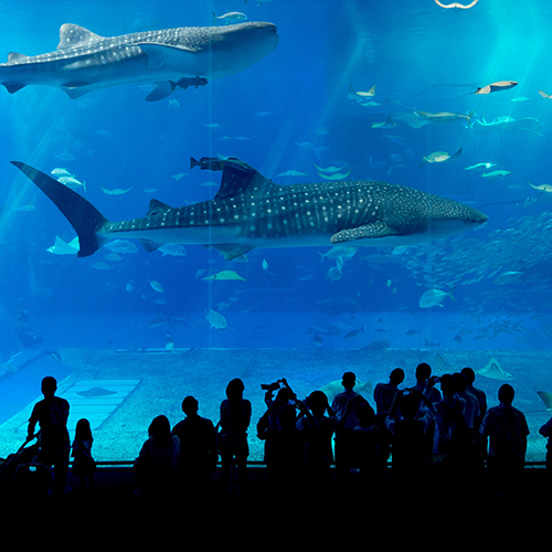 沖縄美ら海水族館【本部町】