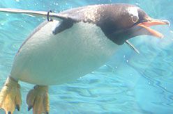 ペンギンは、水の中では飛んでいるかのように泳ぎます。