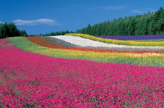 ラベンダーの紫色をはじめ、七色の花々がゆるやかな丘に鮮やかな虹色を描く、ファーム富田を代表する畑です。