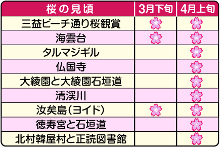 桜の見頃