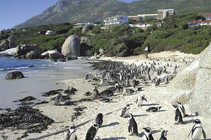 ボルダーズビーチ