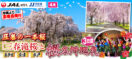 4月 圧巻の一本桜・三春の滝桜と桜名所巡礼3日間