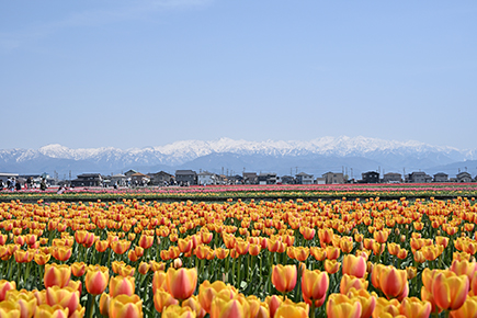 にゅうぜんフラワーロード