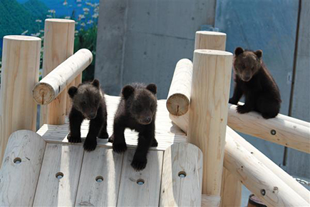 昭和新山熊牧場