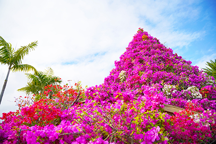おきなわブーゲンフェア2026（東南植物楽園）