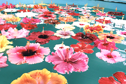 伊江島ハイビスカス園