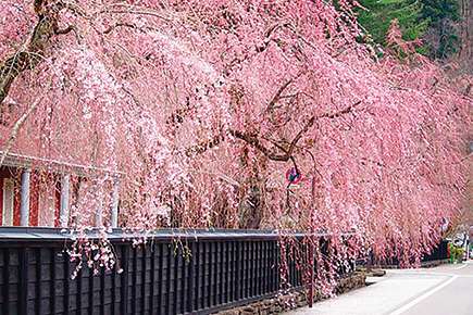 「日本さくら名所100選」角館武家屋敷