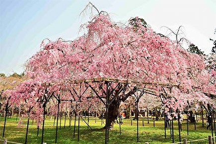 《世界遺産》上賀茂神社