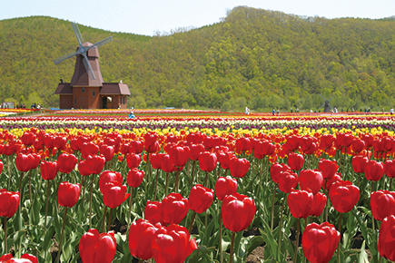 かみゆうべつチューリップ公園