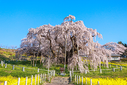 「日本三大桜」三春の滝桜