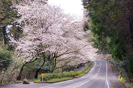 森山桜のトンネル