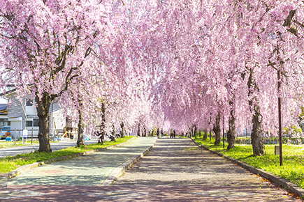 日中線しだれ桜並木