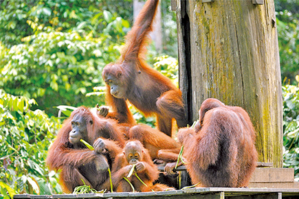 オランウータン