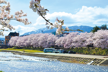 小矢部川公園千本桜