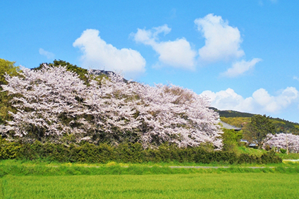 清廉（せいれん）桜の並木道