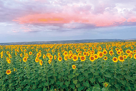 ルーマニアひまわり畑