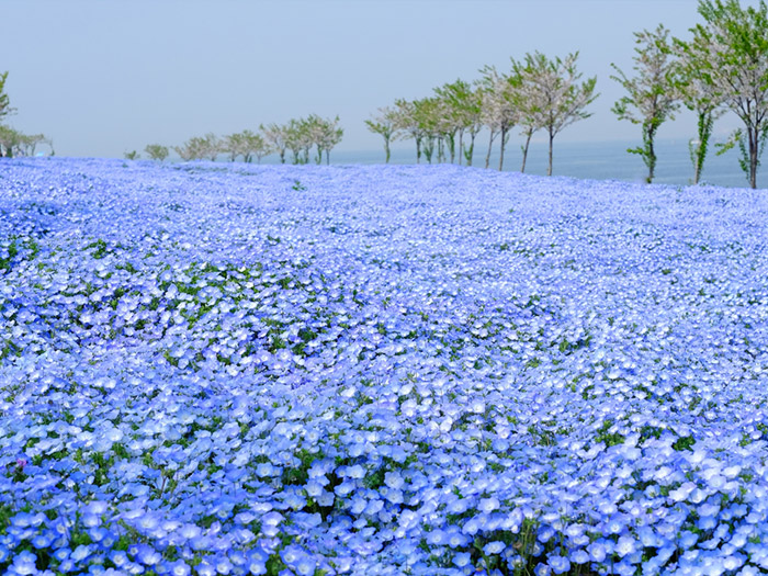 大阪まいしまシーサイドパーク