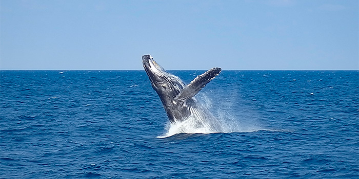 ホエールウォッチング