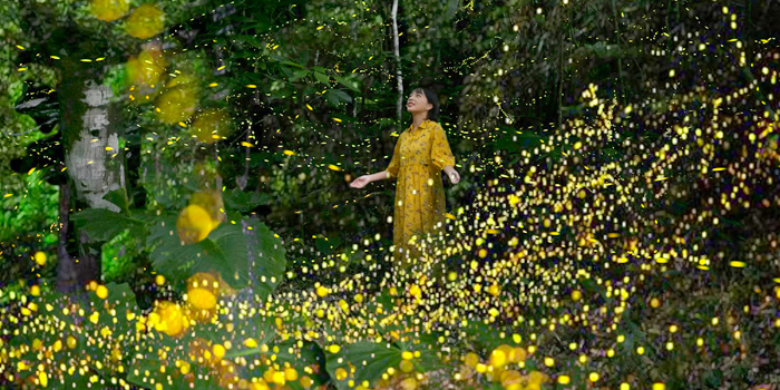 八重山ヒメボタル鑑賞ツアー