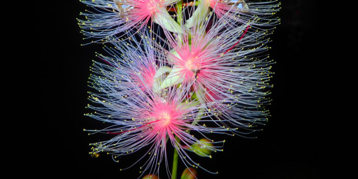 幻の花サガリバナ鑑賞ツアー