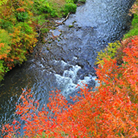 茜色に彩られる紅葉を愛でる 京都から山中温泉を経て金沢へ
