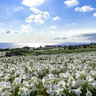 フェリーでひとっ飛び！絶景と島時間を満喫！伊江島日帰り旅