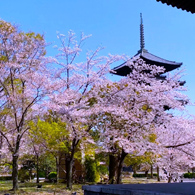 一度は訪れたい！京都の桜と世界遺産 春の絶景めぐり
